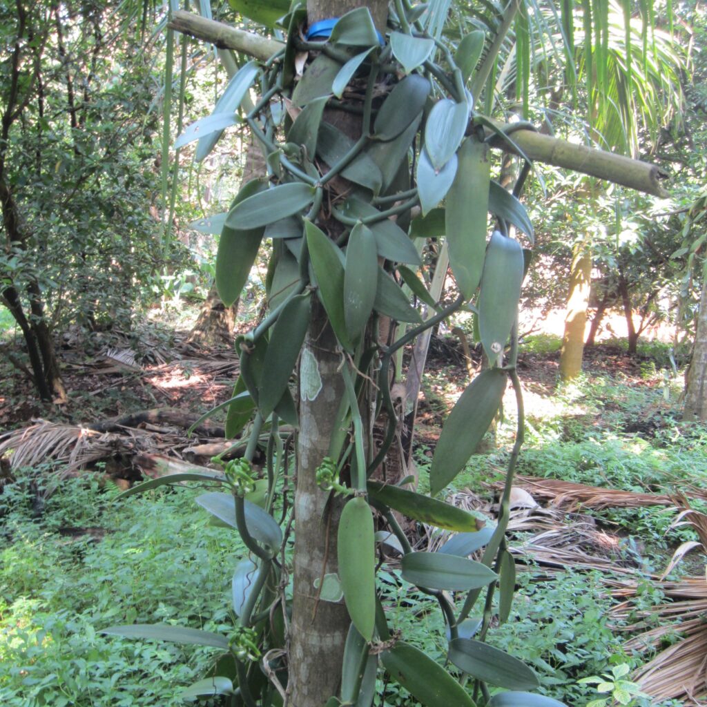 Vanillepflanze auf der Spicefarm